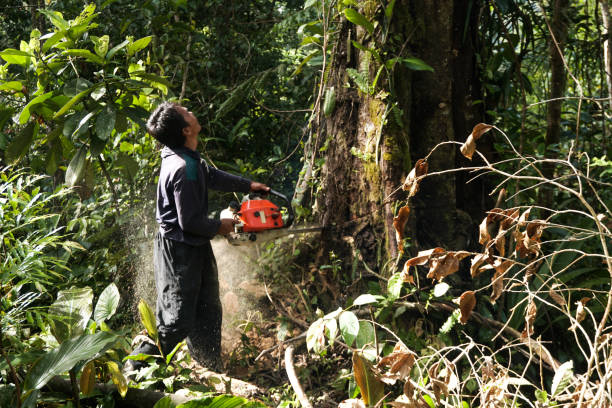 Best Emergency Tree Removal  in Gateway, FL