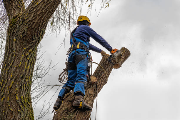 Best Utility Line Clearance  in Gateway, FL